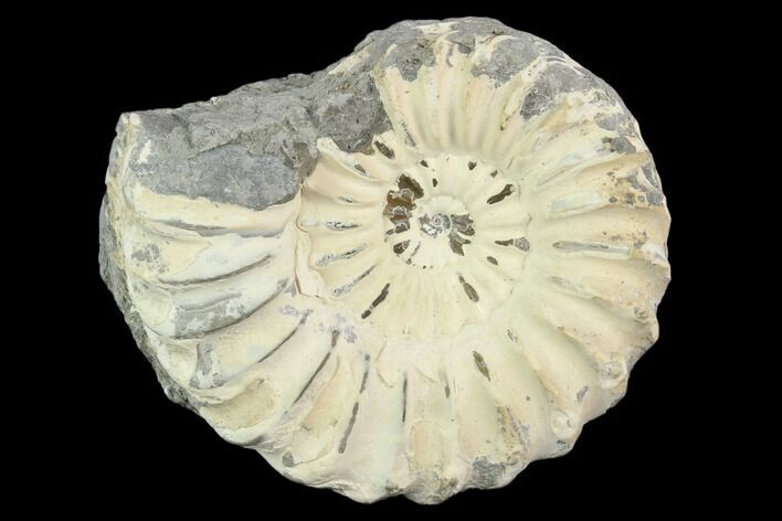 Ammonite (Pleuroceras) Fossil - Germany #125389